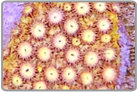 Strawberry Lemonade Cyphastrea